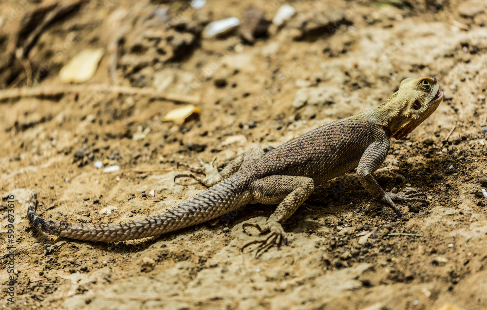 Lizard in the dry grass in natural habitat Lizard in the dry grass in natural habitat