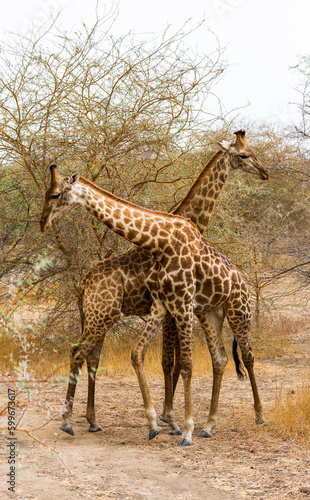 Giraffe couples in natural habitat