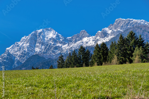 spring in Austrian Alps near of Saalfelden Leogang. Mountainrange of Birnhorn. Snowcoverd summits against a blue sky. a meaodow and a forest in foreground