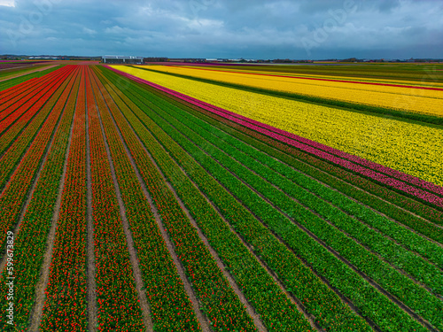 Panoramic landscape of orange beautiful blooming tulip field in Holland Netherlands in spring with blue sky  illuminated by the sun - Drone shot of Tulpis flowers backgrund banner panorama