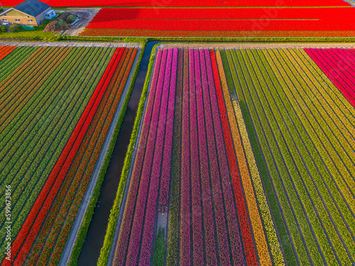 Photography Panoramic landscape of orange beautiful blooming tulip field in Holland Netherla