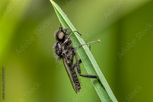 macro of a fly on leaf. Bibio marci - March fly or hawthorn fly photo