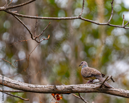 A Spotted Dove resting