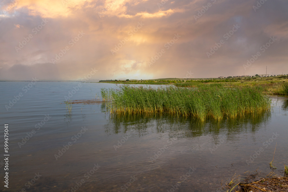 Shore of a lake with reeds on a summer evening. Beauty of nature.
