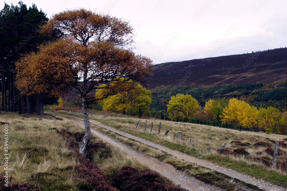 Obraz premium Scottish moors - Lochnagar moutain range in the distance - Balmoral estate - Royal deeside - Scotland - UK
