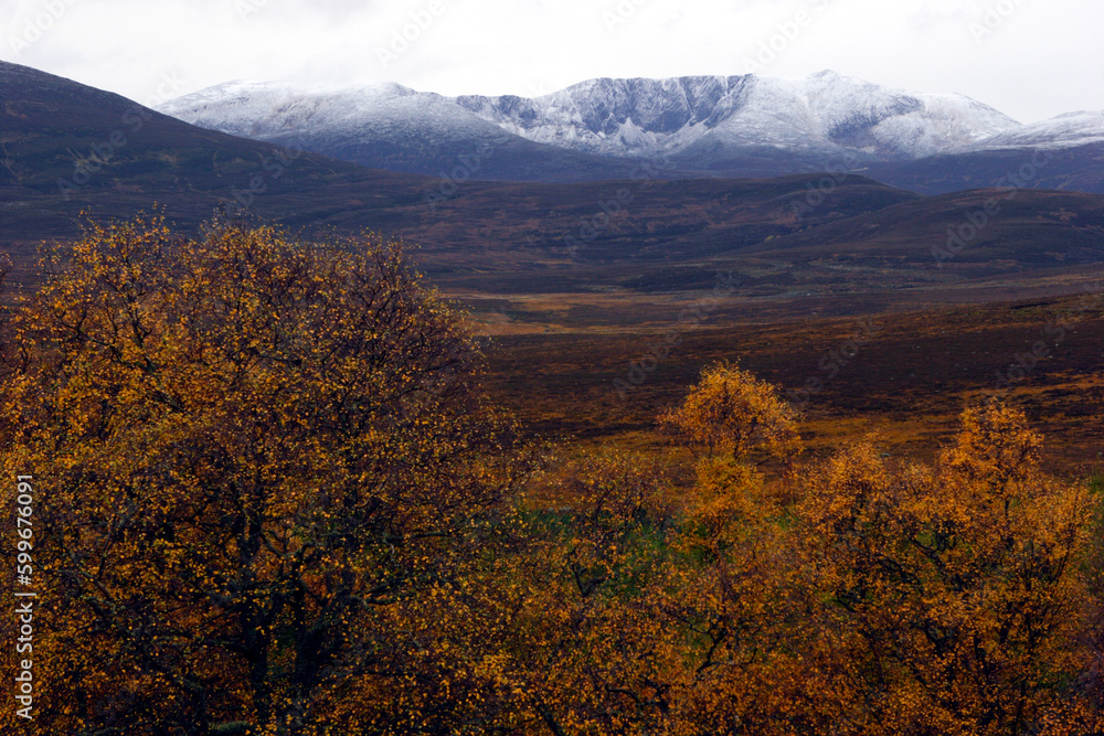 Scottish moors - Lochnagar moutain range in the distance - Balmoral estate - Royal deeside - Scotland - UK