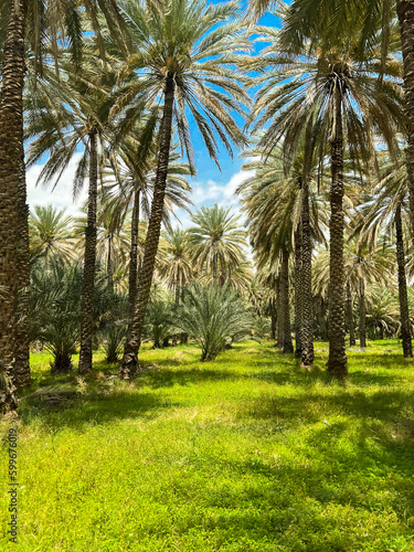Palm garden with shadows on the ground in Birkat Al Mouz, Oman