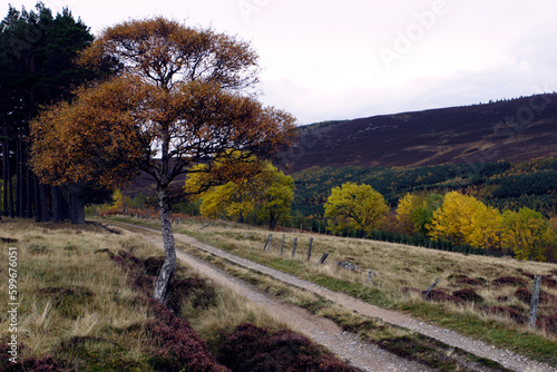 Quadro em tela Scottish moors - Lochnagar moutain range in the distance - Balmoral estate - Roy