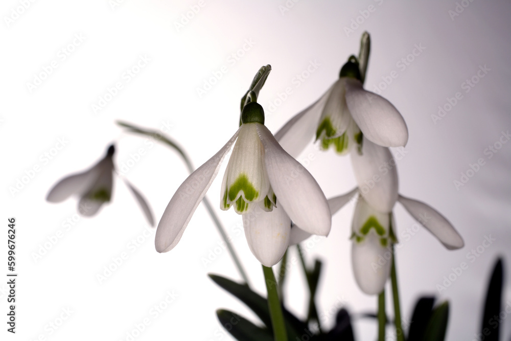 Snow drop - Galanthus nivalis - studio flash lighting Snow drop - Galanthus nivalis - studio flash lighting