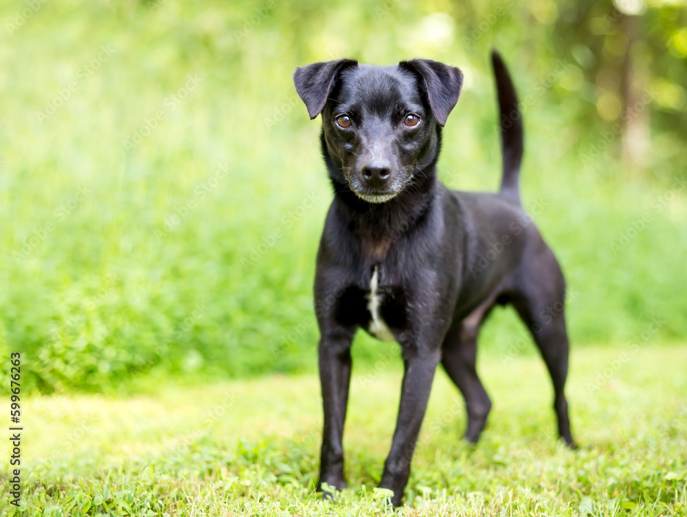 A small black Terrier mixed breed dog looking at the camera