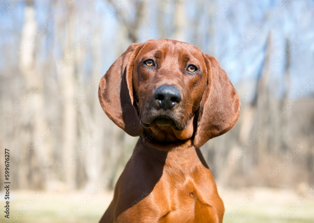 A red Vizsla x Hound mixed breed dog looking at the camera with a head tilt