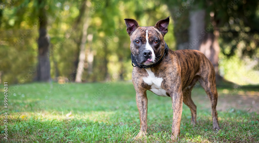 A brindle and white Pit Bull Terrier mixed breed dog with a serious expression standing outdoors