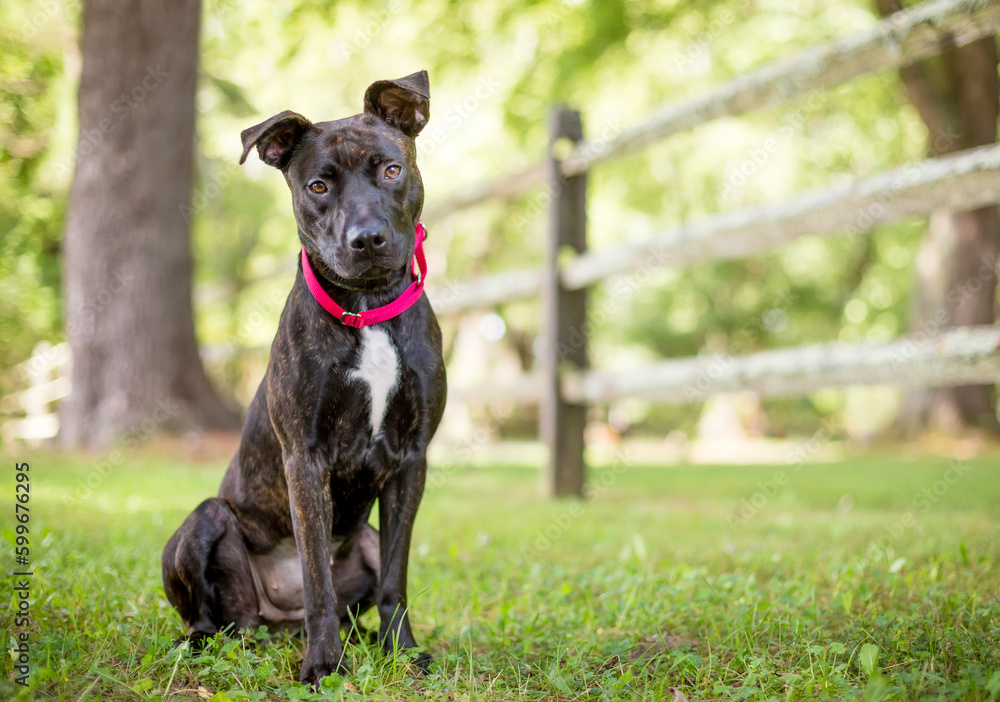 A brindle Pit Bull Terrier mixed breed dog wearing a collar and looking at the camera with a head tilt A brindle Pit Bull Terrier mixed breed dog wearing a collar and looking at the camera with a head tilt