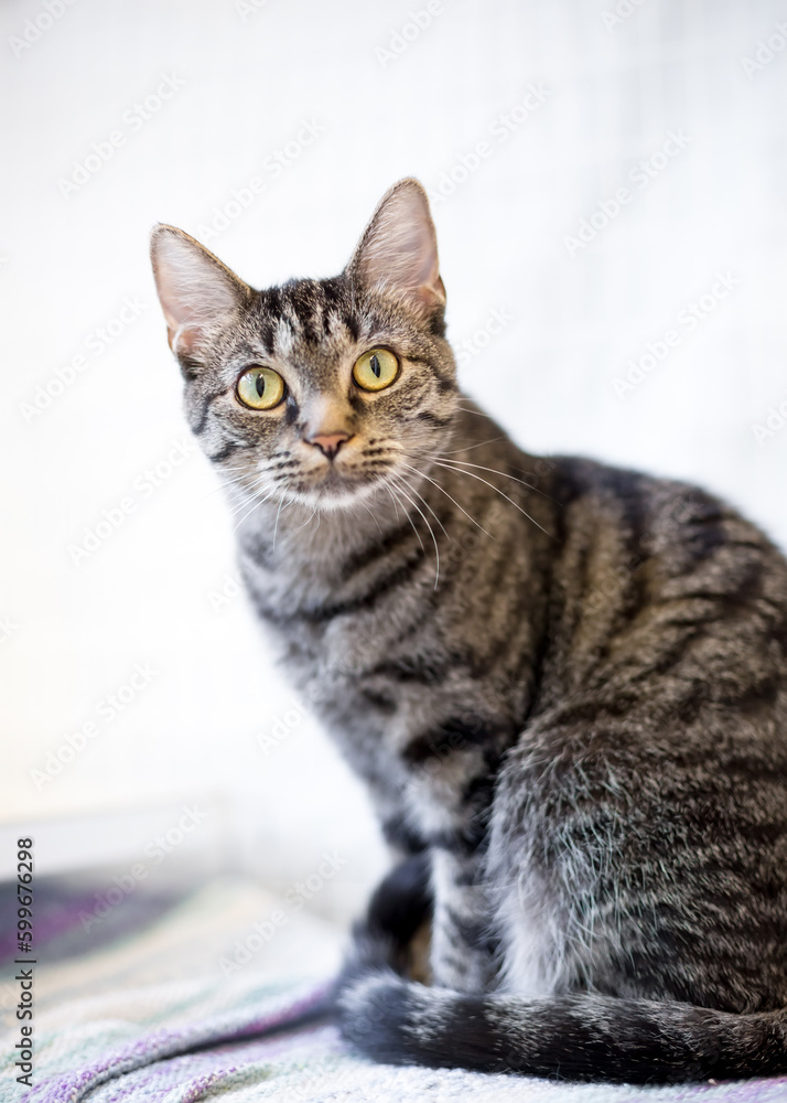 A wide-eyed shorthair tabby cat sitting and looking at the camera