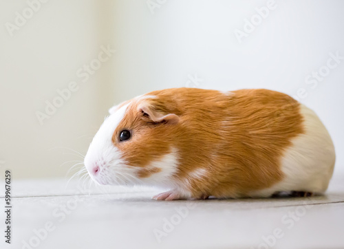 A cute red and white American Guinea Pig photo