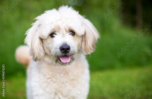 A cute Pomeranian x Poodle mixed breed dog looking at the camera