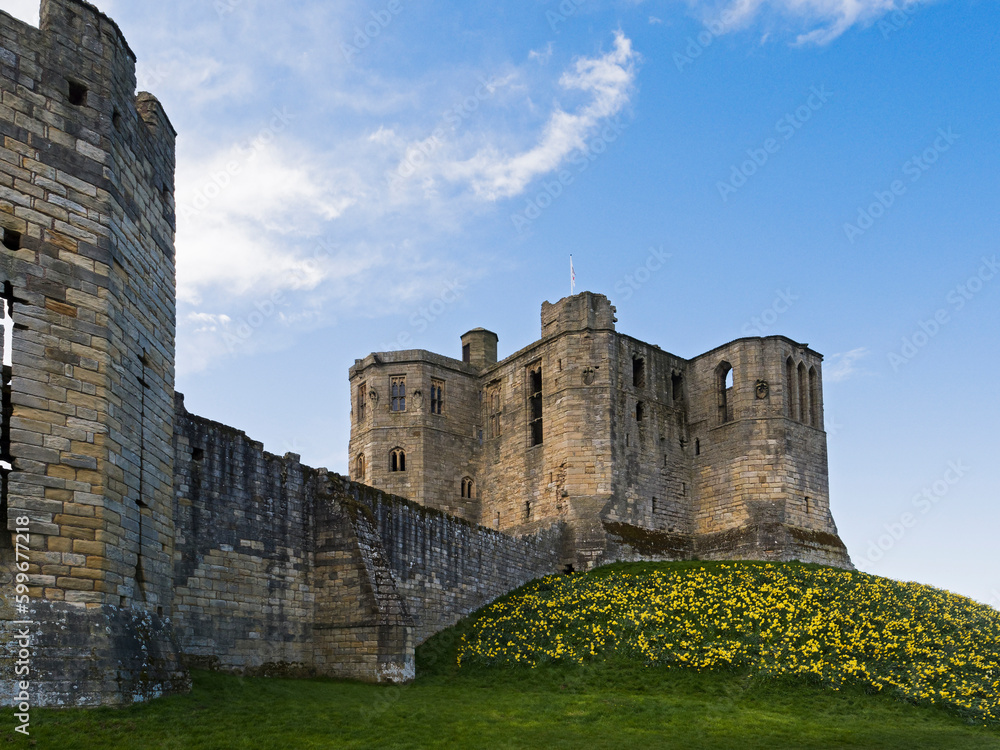 Warkworth Castle, Northumberland, UK with spring daffodills against a blue sky