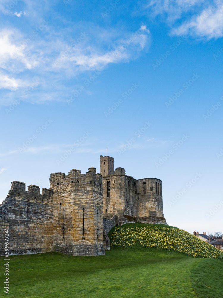 Warkworth Castl in Northumberland, UK with daffodils in bloom.