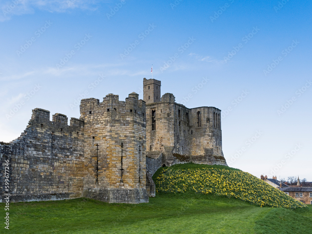 Warkworth Castl in Northumberland, UK with daffodils in bloom.
