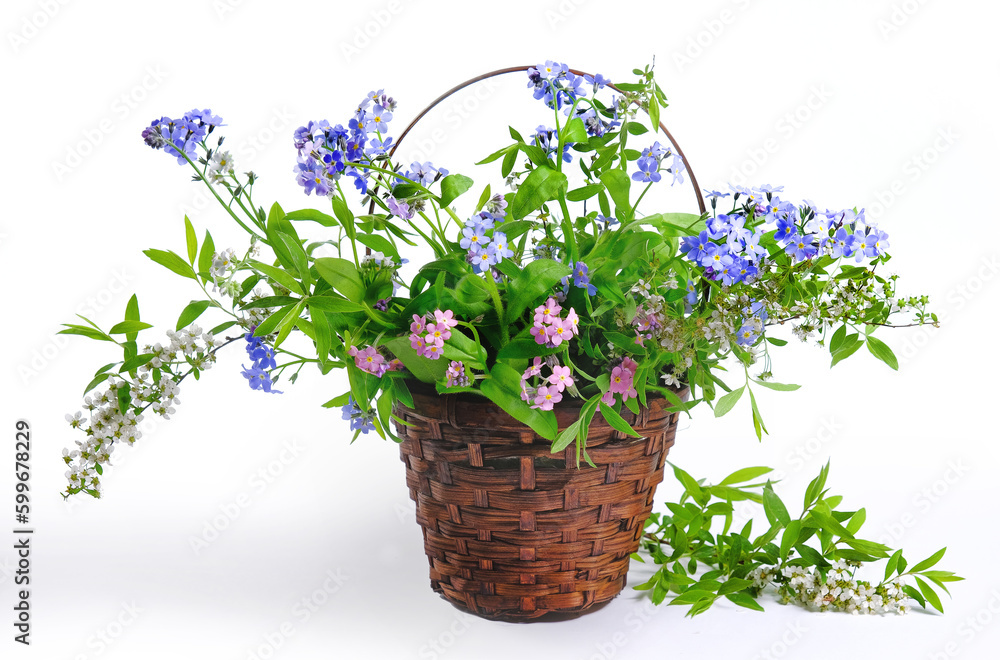Basket with forget-me-nots and spirea twigs