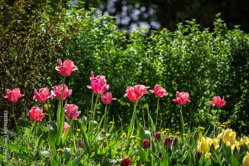 Wallpaper Mural field of tulips Torontodigital.ca