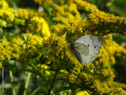The green-veined white (Pieris napi) sitting on Solidago canadensis, known as Canada goldenrod or Canadian goldenrod.