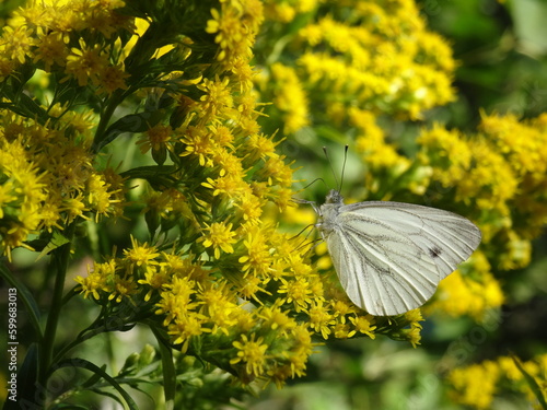 The green-veined white (Pieris napi) sitting on Solidago canadensis, known as Canada goldenrod or Canadian goldenrod.