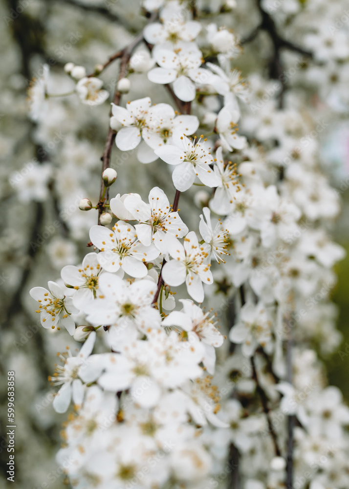 In spring nature. First green leaves, white plum blossoms. Spring blooms with soft white flowers