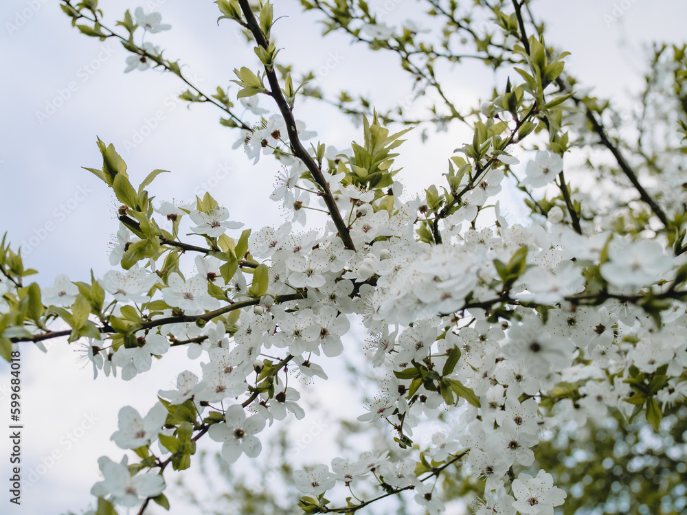 In spring nature. First green leaves, white plum blossoms. Spring blooms with soft white flowers