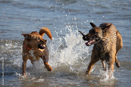 Canvas Print Multiple dogs playing in the water swimming at dog beach