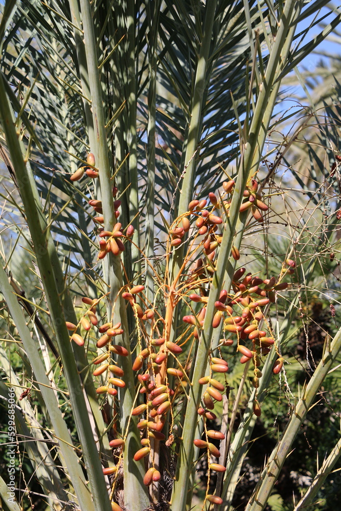 Fototapeta premium Palmtree Phoenix canariensis with seeds, Sicily Italy 
