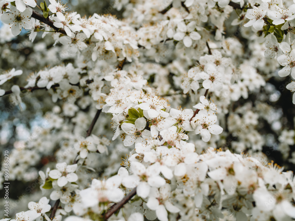 In spring nature. First green leaves, white plum blossoms. Spring blooms with soft white flowers In spring nature. First green leaves, white plum blossoms. Spring blooms with soft white flowers