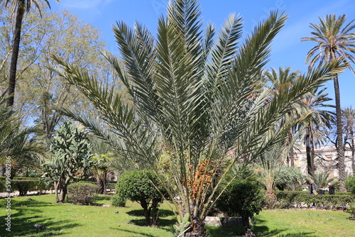 Phoenix canariensis in public park at Via Vittorio Emanuele in Palermo  Sicily Italy