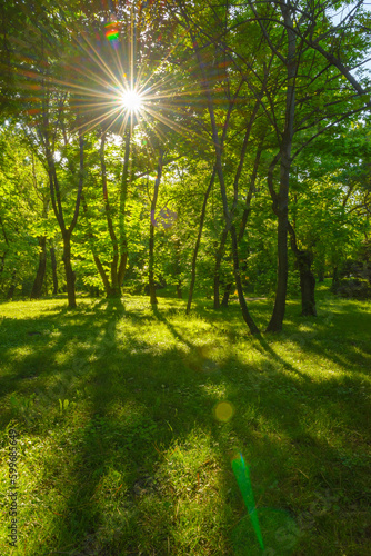 Scenic green nature forest landscape with fresh green deciduous trees growing from the grass at spring time, with sun casting its warm rays through the foliage. Woods park background, beautiful nature