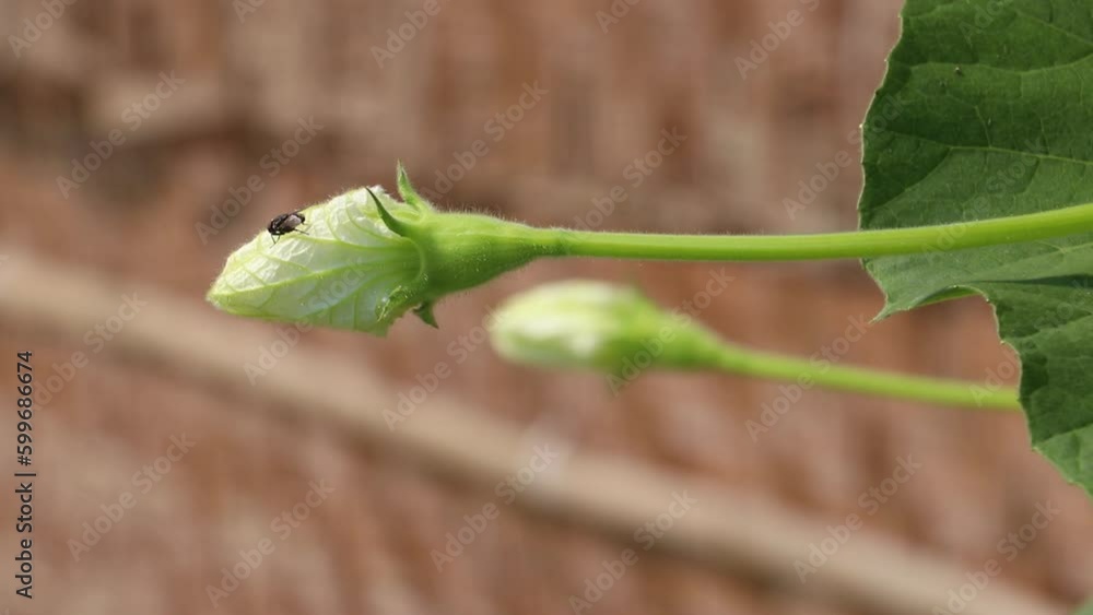 The flowers and leaves of the green gourd tree are swaying in the wind. The flowers and leaves of the green gourd tree are swaying in the wind.