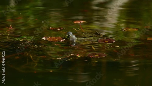Frog crying in water. European common frog. Pelophylax lessonae calling with inflated vocal sac. Breeding male pool frog. Marsh Frog. Real time.