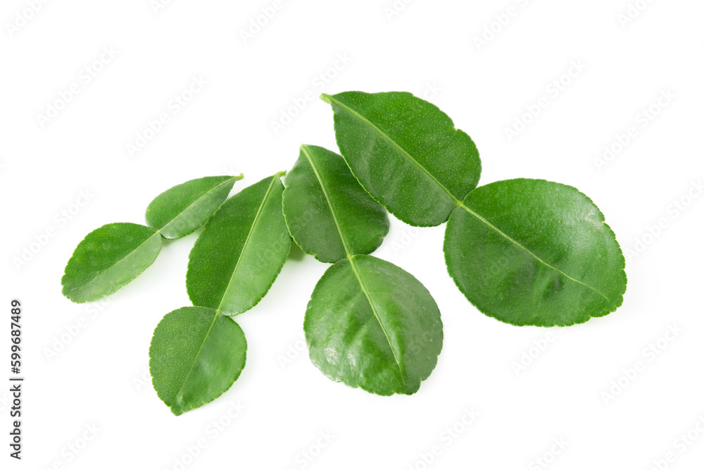 Bergamot kaffir lime leaves herb fresh ingredient isolated on white background.Green citrus thai lime ingredient for cooking Bergamot kaffir lime leaves herb fresh ingredient isolated on white background.Green citrus thai lime ingredient for cooking