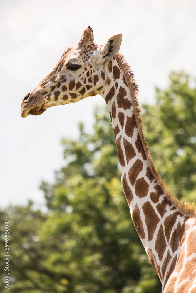The giraffe is a tall African hoofed mammal belonging to the genus Giraffa. It is the tallest living terrestrial animal and the largest ruminant on Earth. The giraffe is a tall African hoofed mammal belonging to the genus Giraffa. It is the tallest living terrestrial animal and the largest ruminant on Earth.