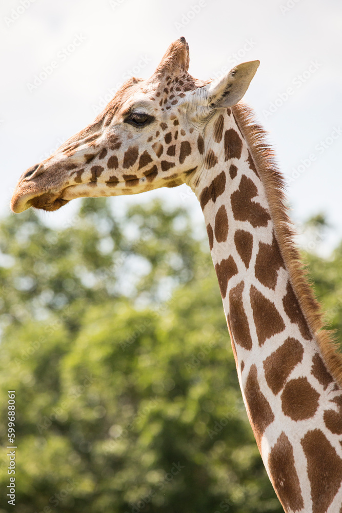 The giraffe is a tall African hoofed mammal belonging to the genus Giraffa. It is the tallest living terrestrial animal and the largest ruminant on Earth. The giraffe is a tall African hoofed mammal belonging to the genus Giraffa. It is the tallest living terrestrial animal and the largest ruminant on Earth.