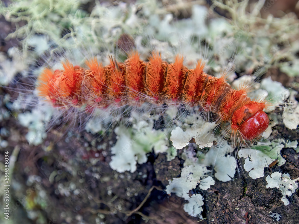Macro photography of an orange caterpillar walking on a lichen and moss covered trunk in an oak forest near the town of Arcabuco in central Colombia. Macro photography of an orange caterpillar walking on a lichen and moss covered trunk in an oak forest near the town of Arcabuco in central Colombia.