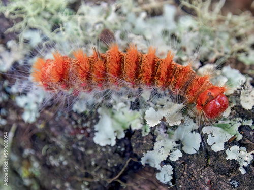 Macro photography of an orange caterpillar walking on a lichen and moss covered trunk in an oak forest near the town of Arcabuco in central Colombia. © Mauricio Acosta