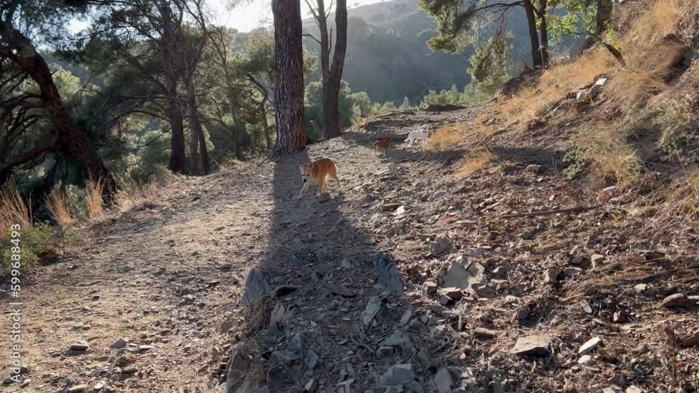 Three Chihuahuas walking in the mountains at sunset, horizontal, backlight, golden light, health and wellness care. Three Chihuahuas walking in the mountains at sunset, horizontal, backlight, golden light, health and wellness care.