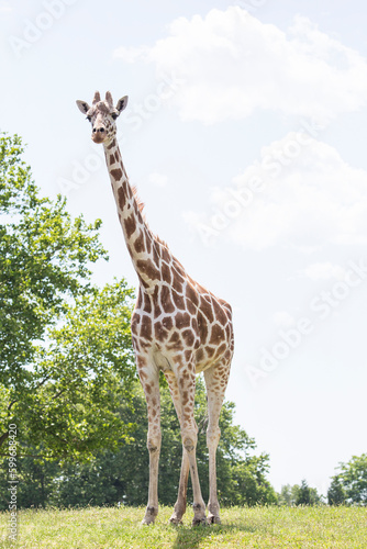 The giraffe is a tall African hoofed mammal belonging to the genus Giraffa. It is the tallest living terrestrial animal and the largest ruminant on Earth.