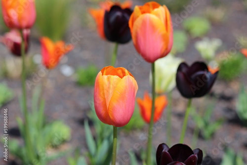 Nahaufnahme von orangefarbenen Tulpen im sonnigen Garten. Schöne bunte Tulpen. 