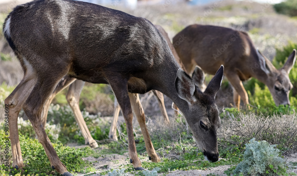 Black-tailed mule deer juvenile in the grass Black-tailed mule deer juvenile in the grass