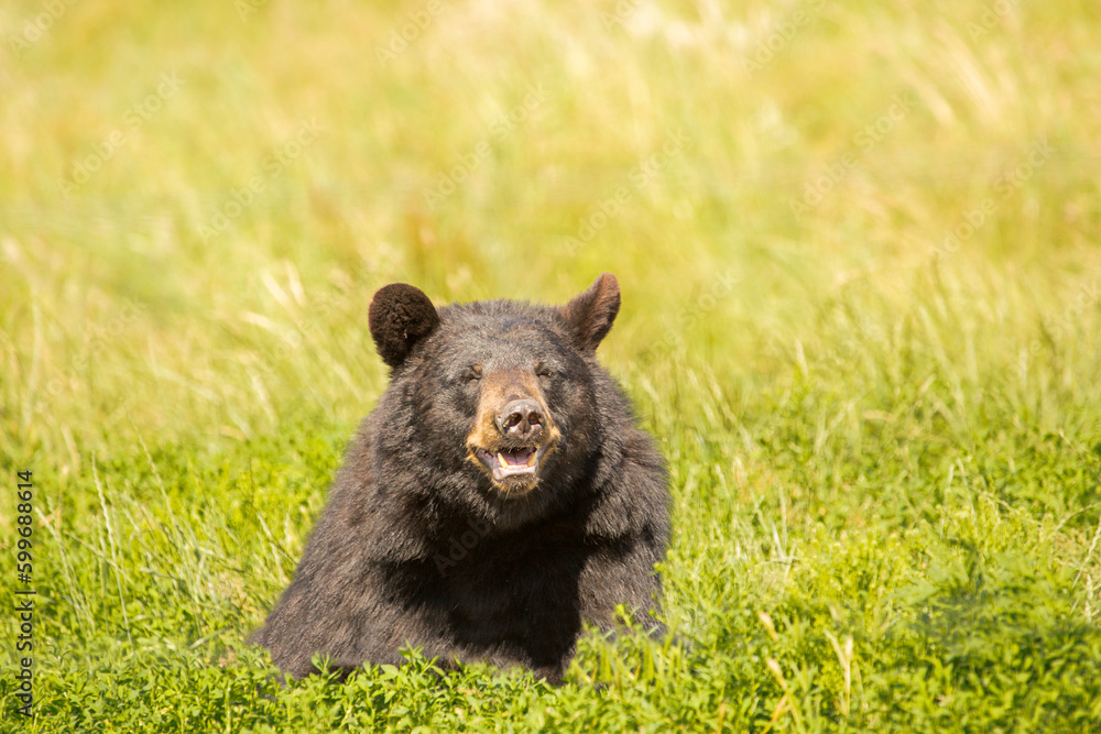 The American black bear, also known as the black bear , is a medium-sized bear endemic to North America.
The American black bear, also known as the black bear , is a medium-sized bear endemic to North America.