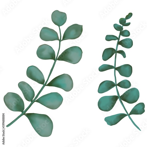 eucalyptus branch plant blue green design