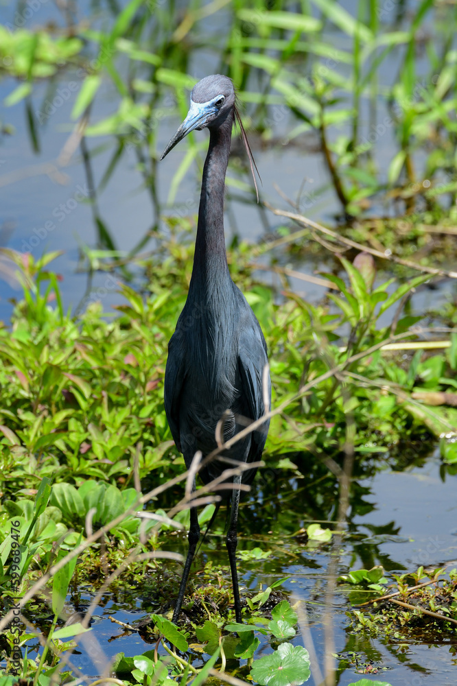 Little Blue Heron at Brazos Bend State Park, Texas Little Blue Heron at Brazos Bend State Park, Texas