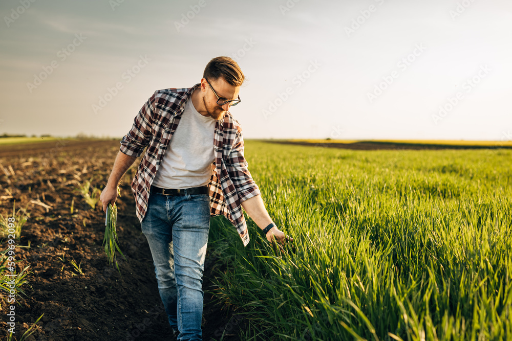 Farmer touches wheat crops while he walks next to the field. Farmer touches wheat crops while he walks next to the field.