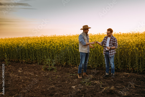 Two farmers working in the field together. Inspecting